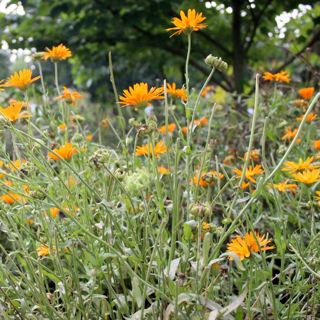 Biologische calendula bloemen