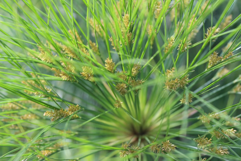 Botanische Tuinenzeep nr. 1 - mirte & papyrus