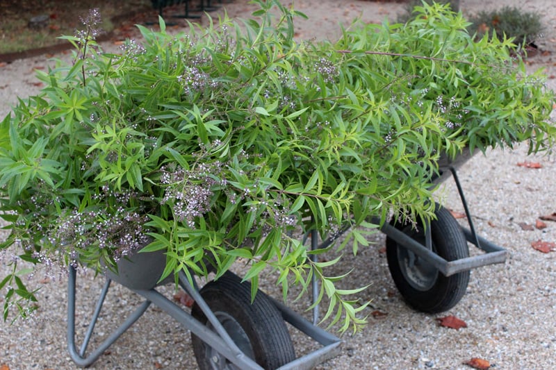 Botanische Tuinenzeep nr. 2 - bergamot & citroenverbena