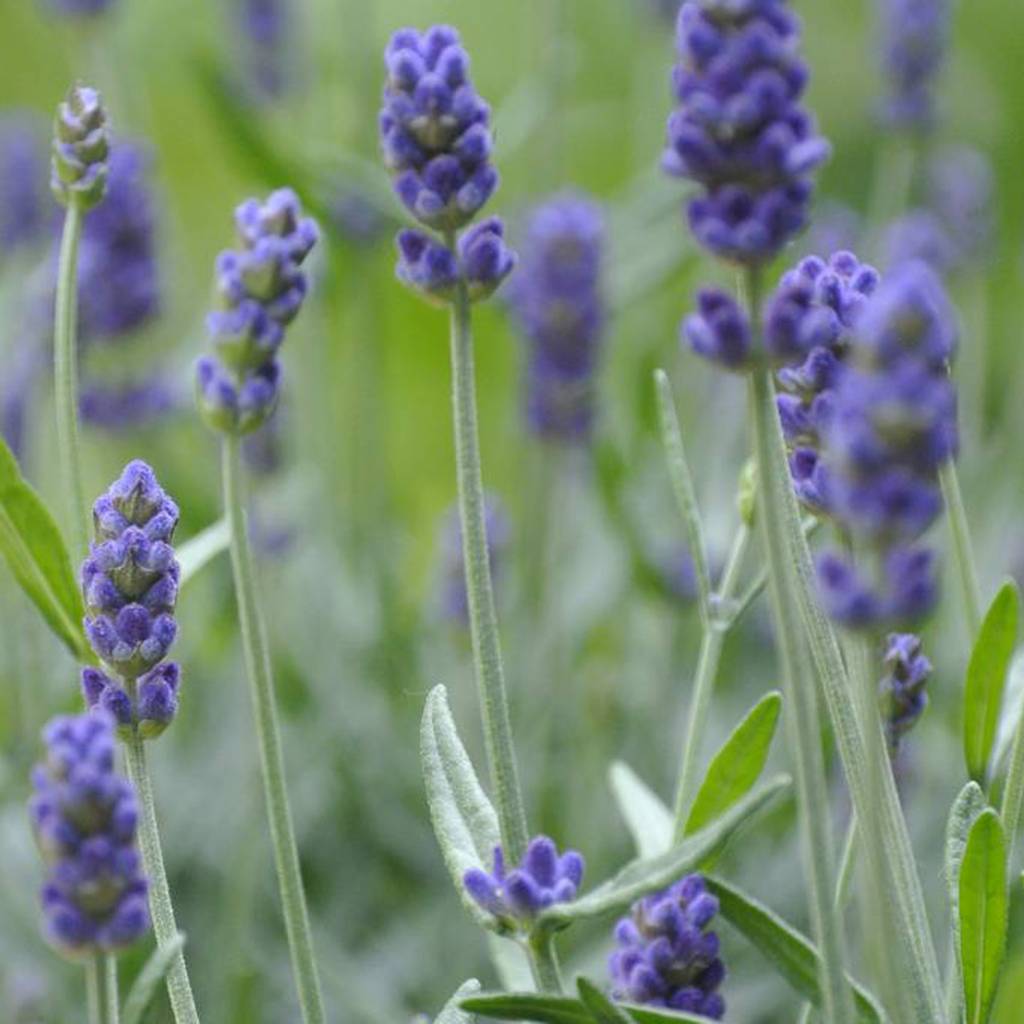 Biologische lavendelbloemen