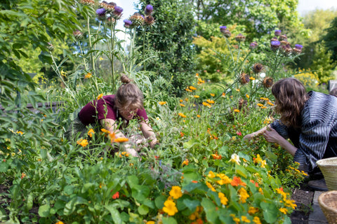 Oost-Indische kers wildplukken voor Werfzeep in de Botanische Tuinen Utrecht