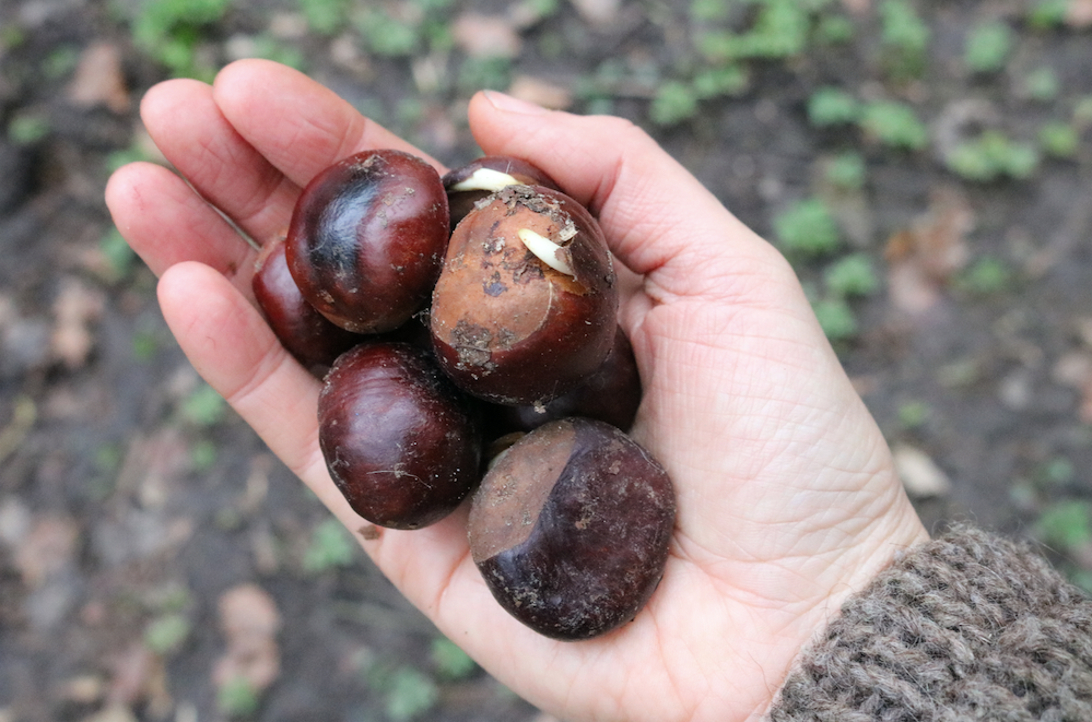 Recept voor wintervoetencrème van paardenkastanjes
