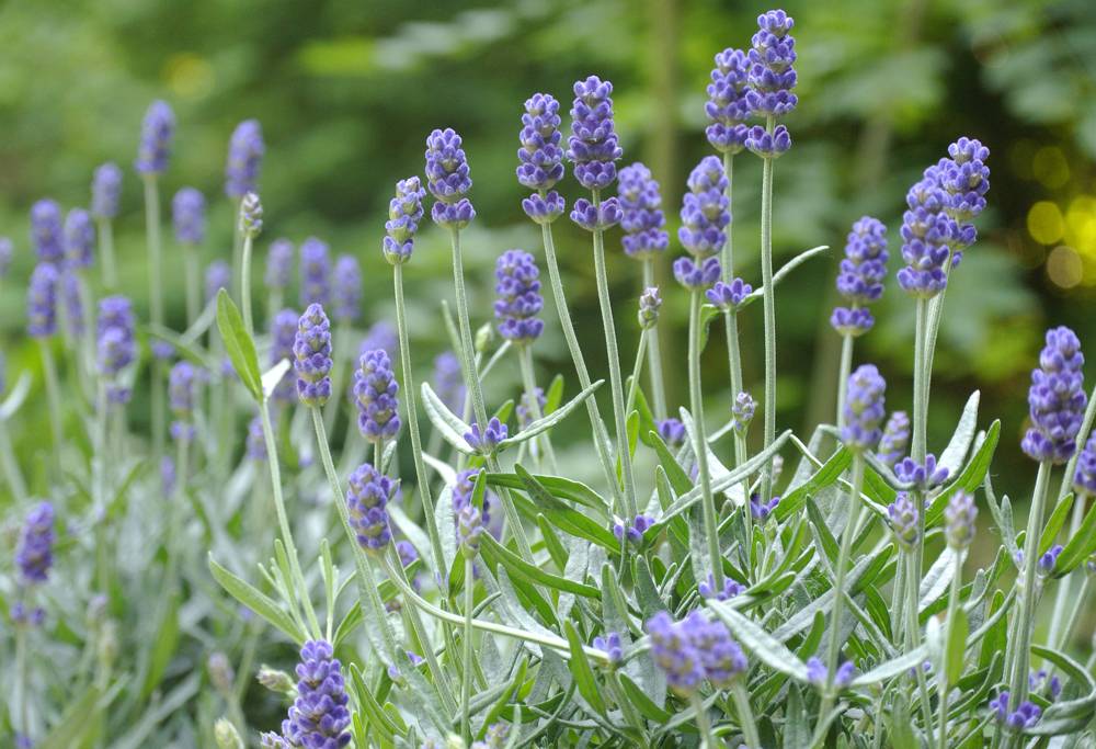 biologische lavendel bloemen