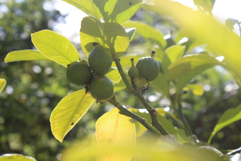 Botanische Tuinenzeep nr. 2 - bergamot & citroenverbena