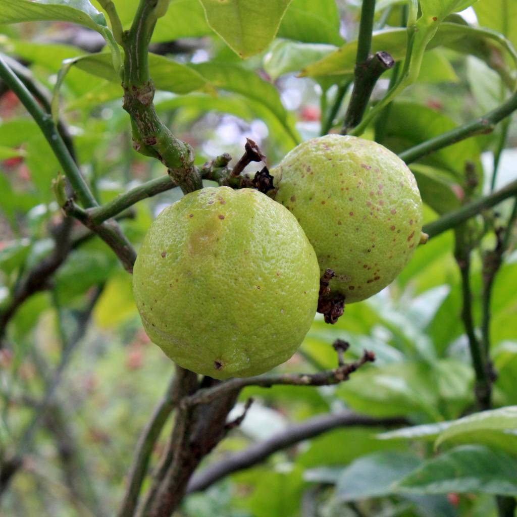Bergamot